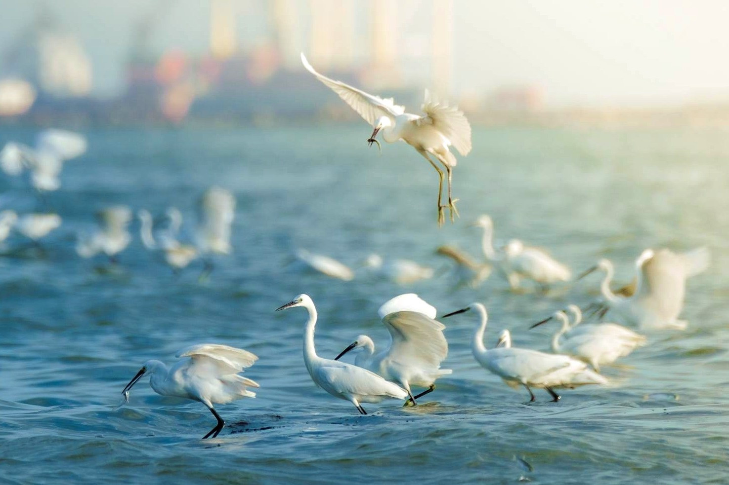 Chàng trai 'ăn dầm nằm dề' trong rừng, săn ảnh chim di cư quý hiếm ở bán đảo Sơn Trà