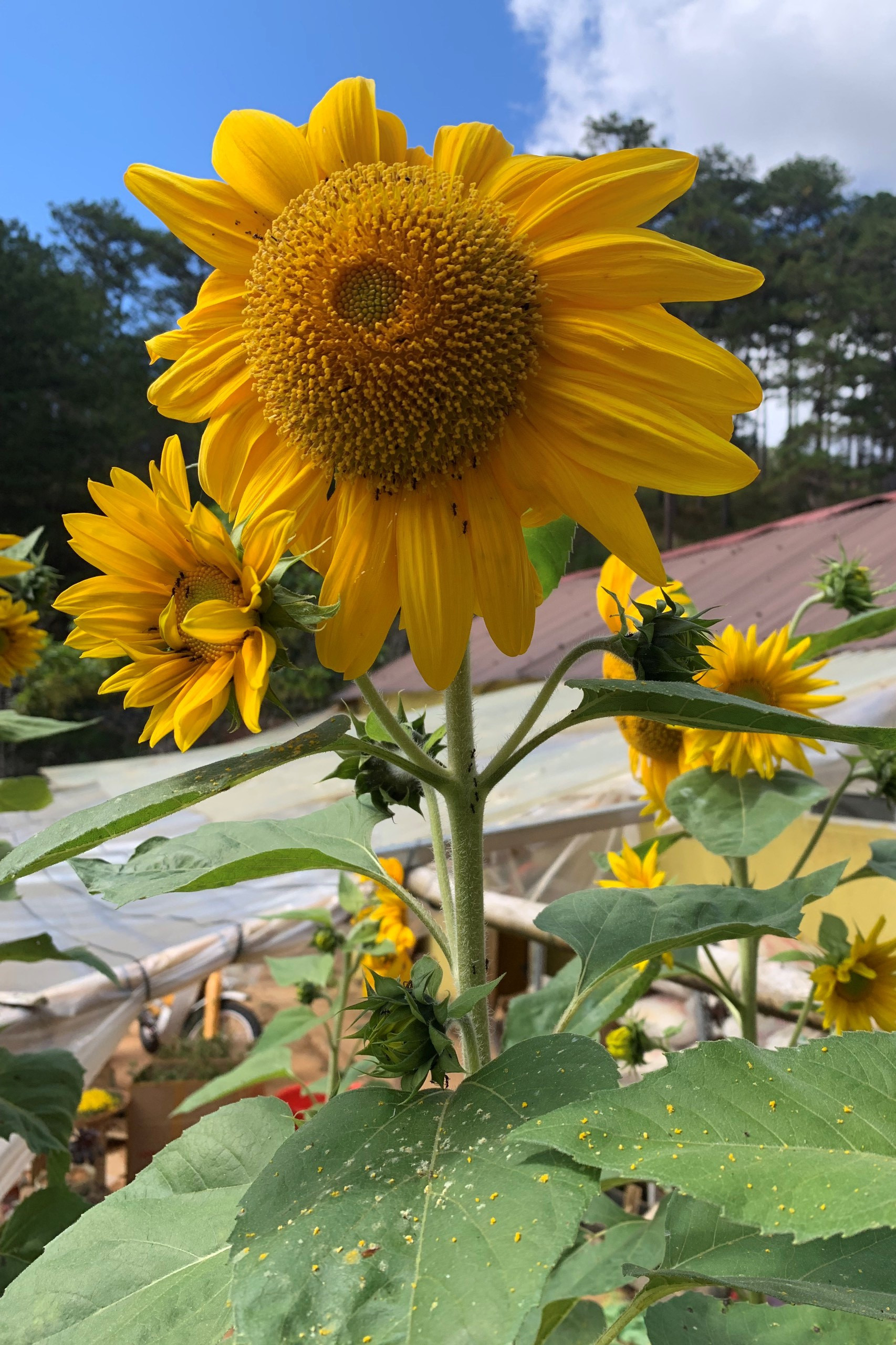 Co gai ru ban trai roi TP.HCM len Da Lat song anh 3