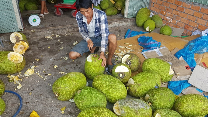 Mít Thái 6.000 đồng/kg, chuối 5.000 đồng/kg: Giá rớt thảm, dân khốn đốn