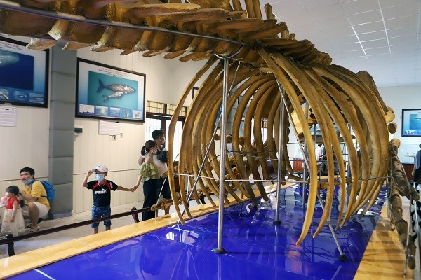 Hình ảnh bộ xương cá voi 10 tấn trong Viện Hải Dương học ở Nha Trang