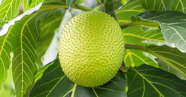 Loại quả xưa không ai hái, giờ thành đặc sản được dân thành phố ưa chuộng, 70.000 đồng/kg