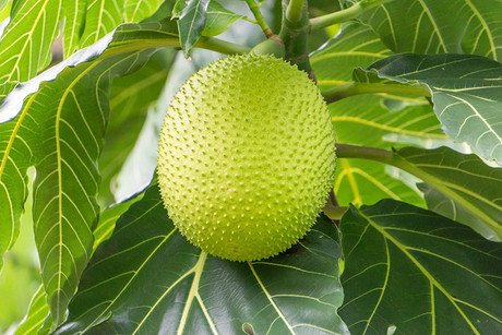 The fruit that used to be in the countryside, no one picked it up, is now a popular specialty of the city, 70,000 VND/kg - Photo 1.