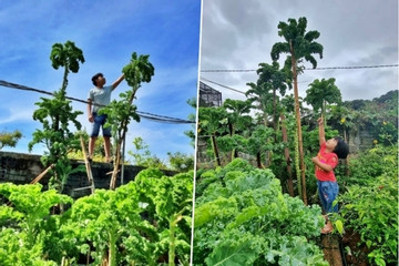 Mẹ Đắk Lắk trồng cây cải khổng lồ, muốn thu hoạch phải bắc thang trèo lên
