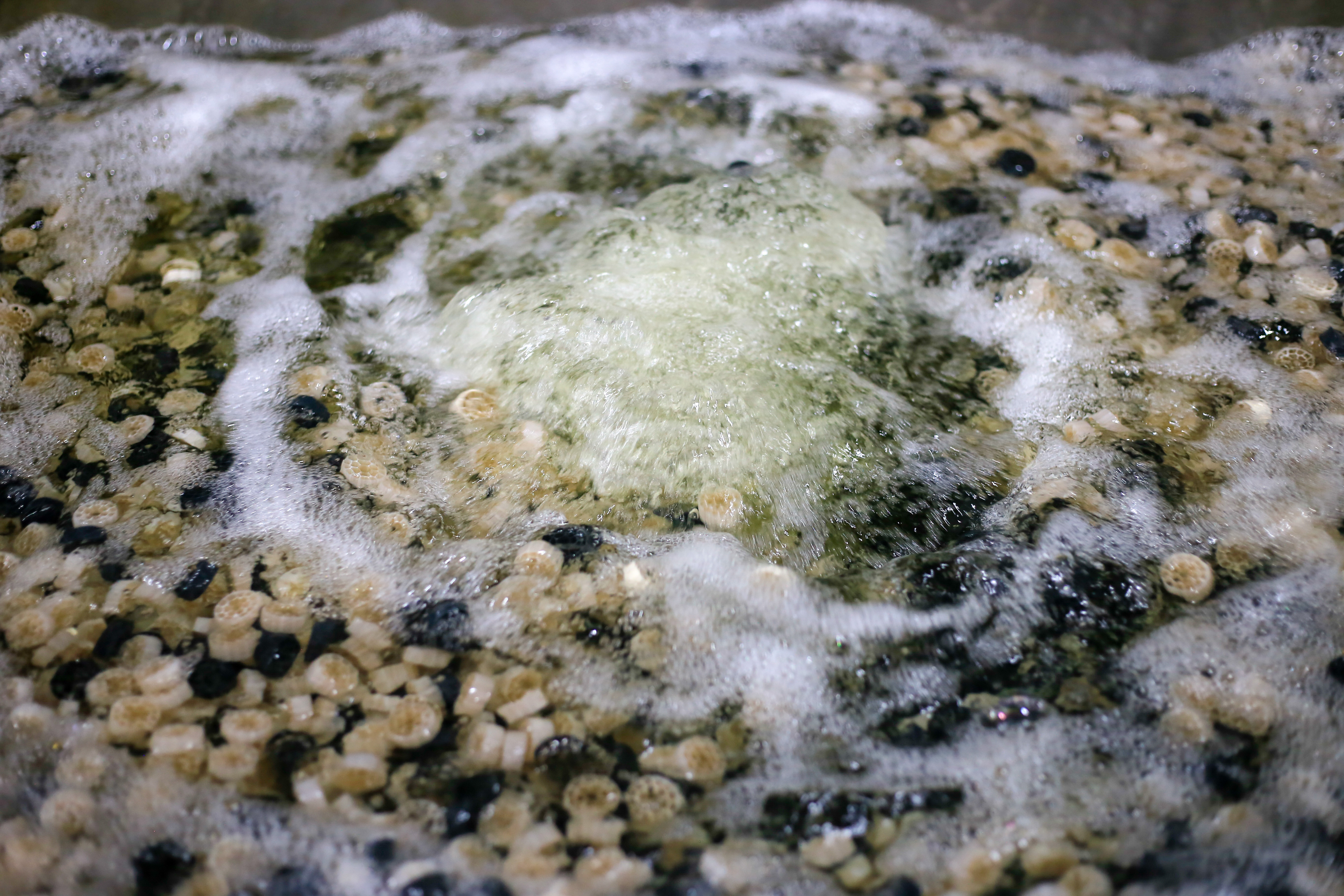 nuoi cua bien trong nha anh 7