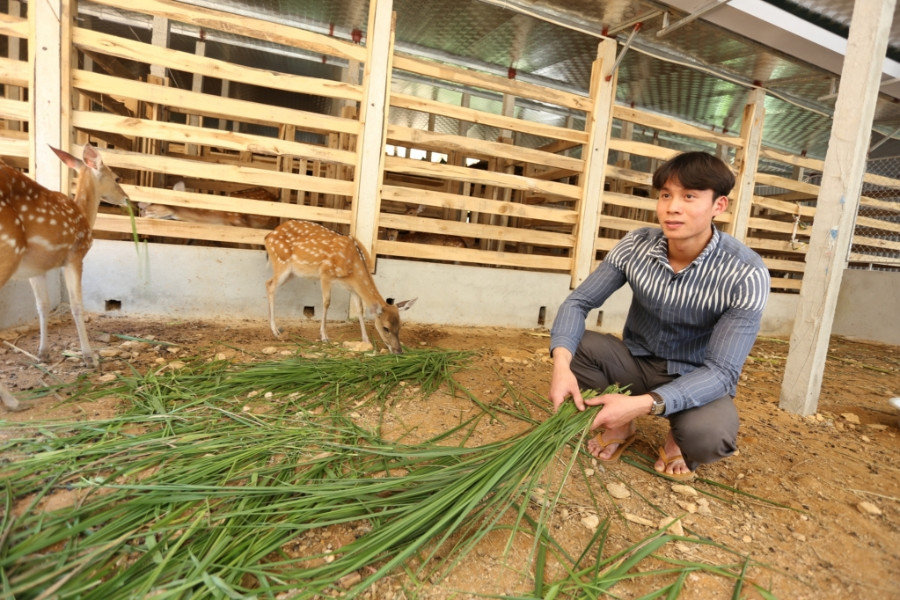 Tốt nghiệp đại học quyết không đi xin việc, bỏ về quê nuôi hươu thu 2 tỷ/năm