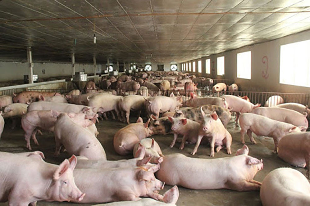 Thịt lợn hơi tăng mạnh, trên 60.000 đồng/kg