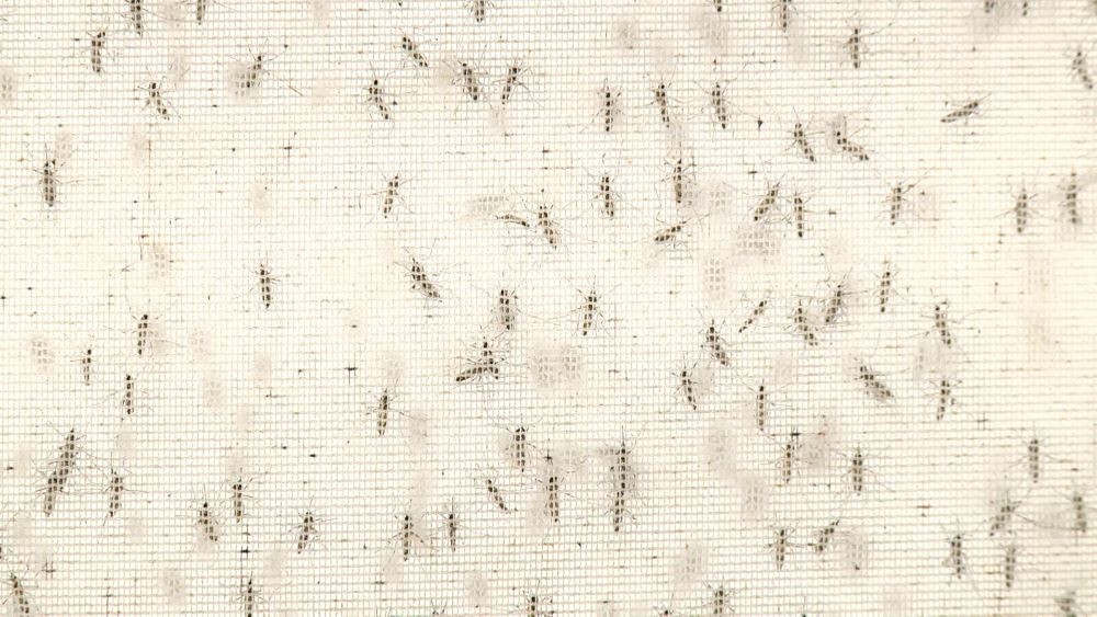 Raising mosquitoes to prevent dengue fever transmitted by mosquitoes