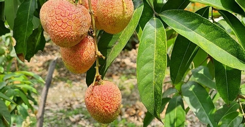 Chinese dealers flock to purchase Vietnamese lychees