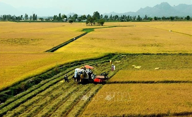 Ninh Thuan looks forward to sustainable agricultural-rural development hinh anh 1