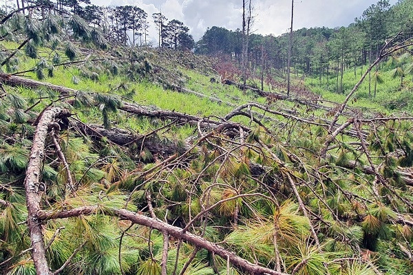 Hàng trăm cây thông ở Đà Lạt bị chặt phá