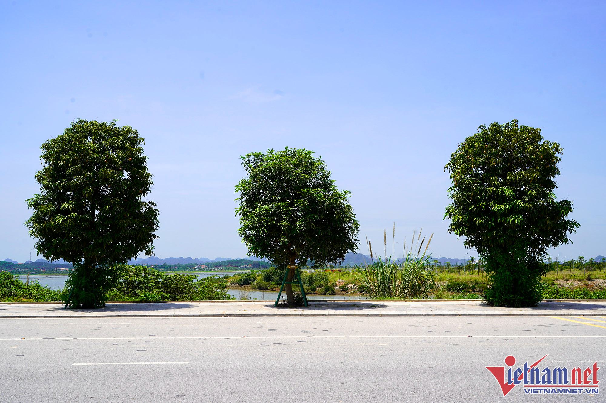 Nghìn cây xoài trĩu quả bên đường 10 làn xe ở Hạ Long, người dân vô tư hái - Ảnh 10.