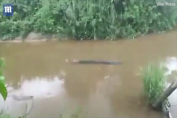 Người đàn ông bị cá sấu tấn công, lôi xềnh xệch trên sông