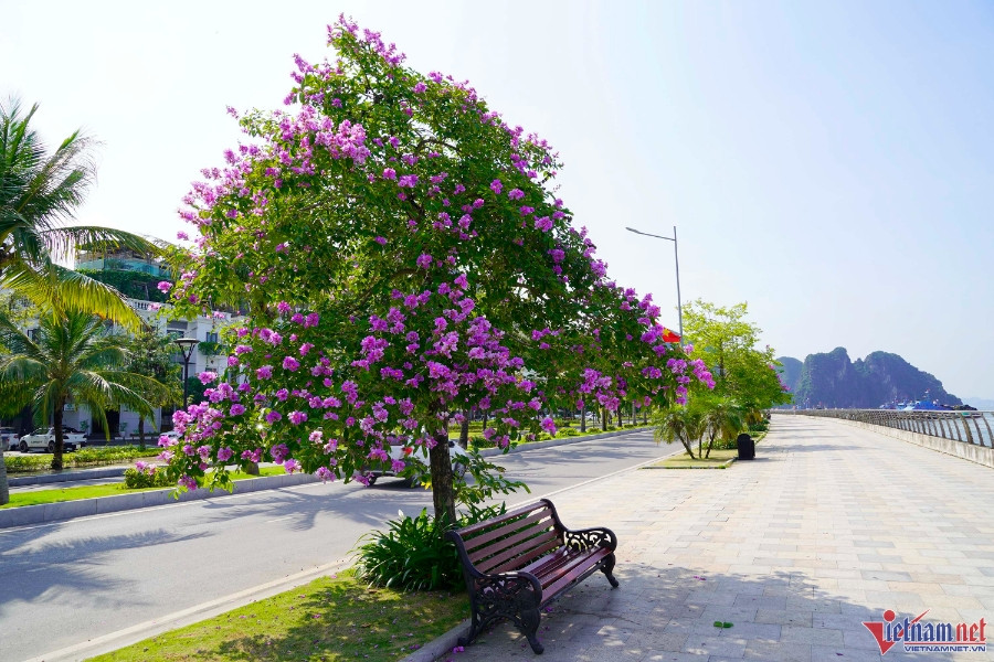 Hoa bằng lăng nở rộ ở phố biển Quảng Ninh, bao người say đắm