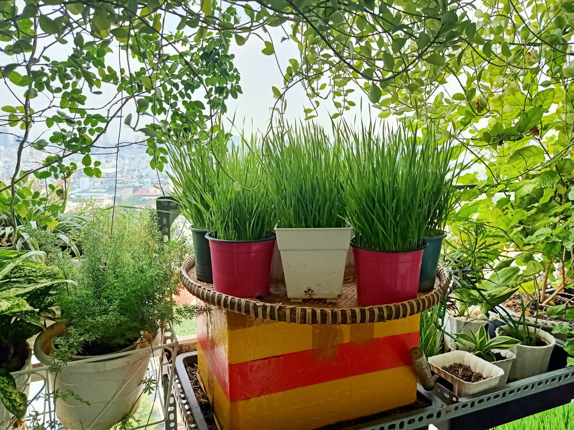 Learn tips to avoid the hot sun in the summer for the balcony of townhouses facing the West by being both cheap and effective from the mother of Saigon - Photo 4.