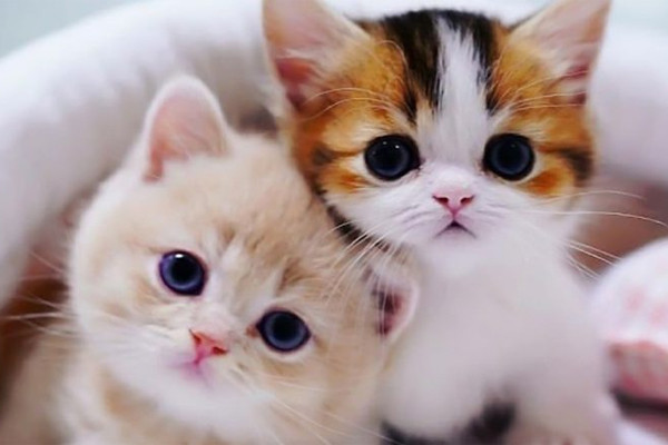 Toxoplasma là một vấn đề khó khăn, nhưng có một điều chỉ đơn giản về những chú mèo yêu thích - họ là một trong những người bạn thân thiết nhất của chúng ta. Hãy xem ảnh của những chú mèo đáng yêu và chỉ cần cười để khắc phục mọi rắc rối.