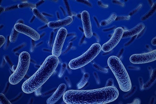 Bacillus- bào tử lợi khuẩn hỗ trợ đắc lực người viêm đại tràng