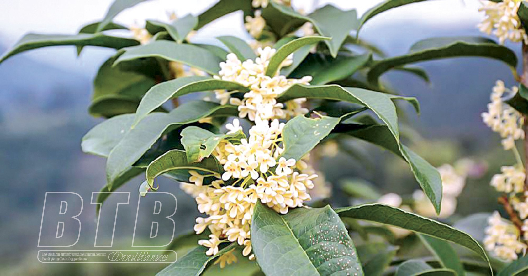 Mộc hương là cây gì mà hoa tuôn như suối, thơm khắp làng, bán thu tiền tỷ - 2