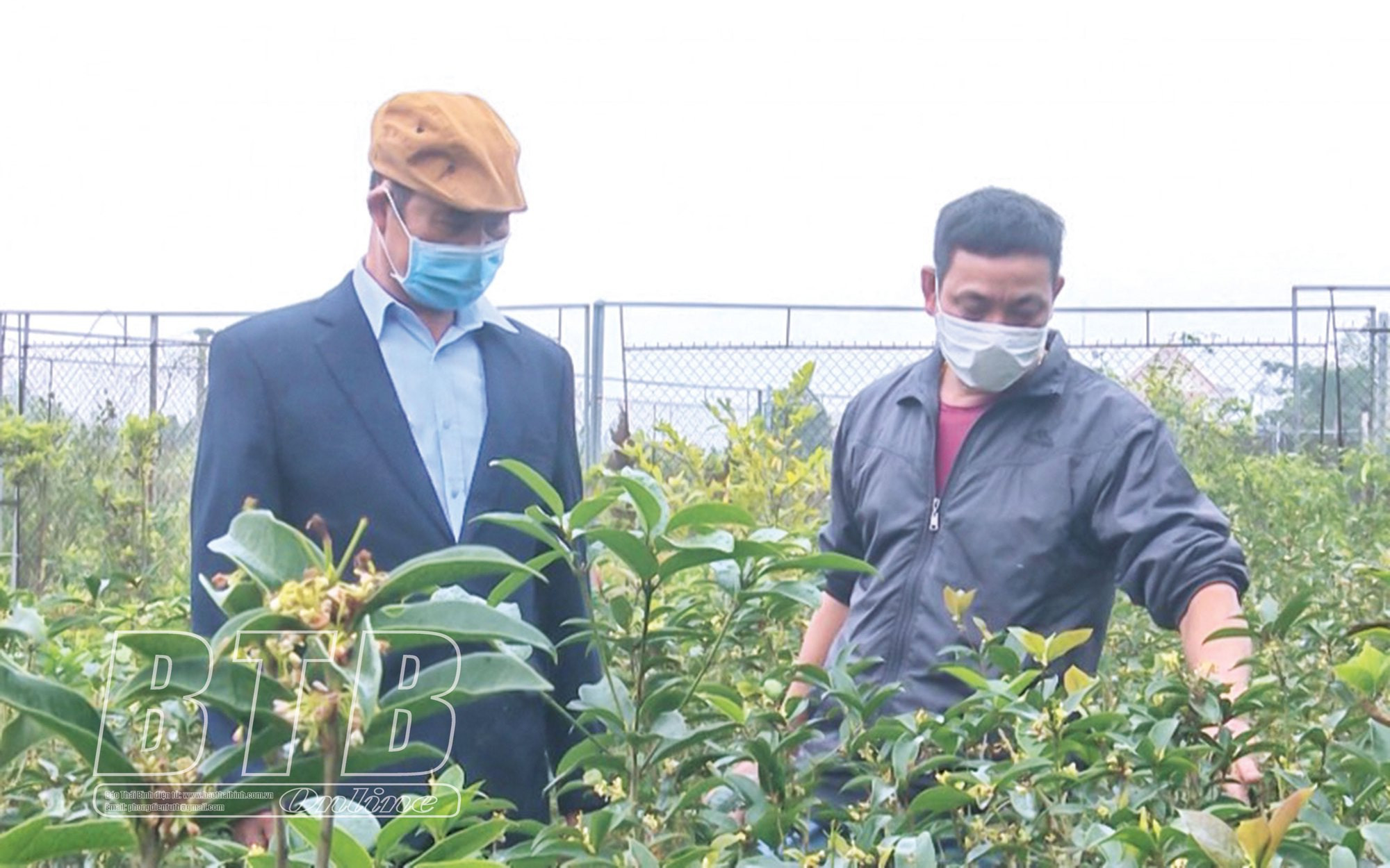 Mộc hương là cây gì mà hoa tuôn như suối, thơm khắp làng, bán thu tiền tỷ - 4