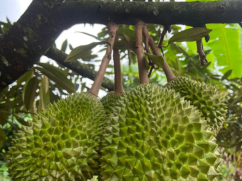 Khu vườn sầu riêng Musang King sai trĩu cành, chờ chín rụng bán 3 triệu/quả