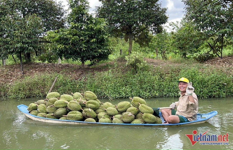 Trung Quốc ‘ăn hàng’: Đang phải đổ bỏ bất ngờ đắt hàng, nông dân lãi đậm