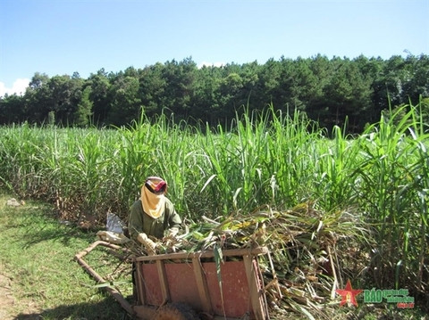 Trade remedies to Thai sugar boost domestic recovery