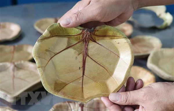 Phu Yen man makes unique plates from sea grape leaves