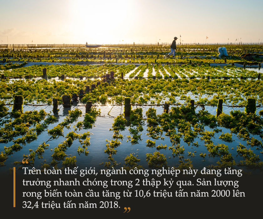 Rong biển, kho báu kỳ lạ nhưng đặc biệt hữu ích trong việc đảm bảo tương lai nhân loại - Ảnh 4.