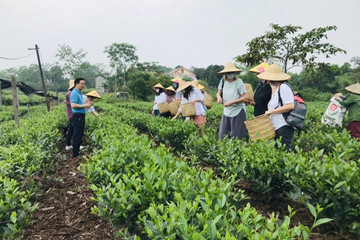 Thai Nguyen listed among top 6 best places globally to enjoy tea