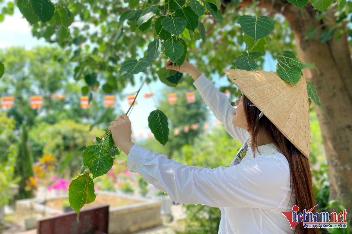 Nữ giáo viên đạt doanh thu hàng tỷ đồng mỗi năm từ lá bồ đề