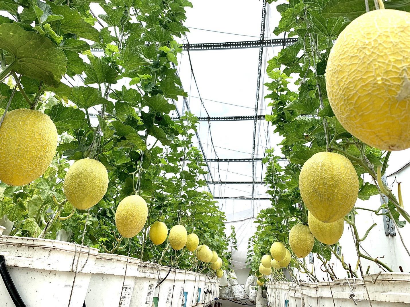 Vườn dưa lưới sai lúc lỉu, thu hoạch cả tạ dưa mỗi năm của ông bố ở TPHCM - 7