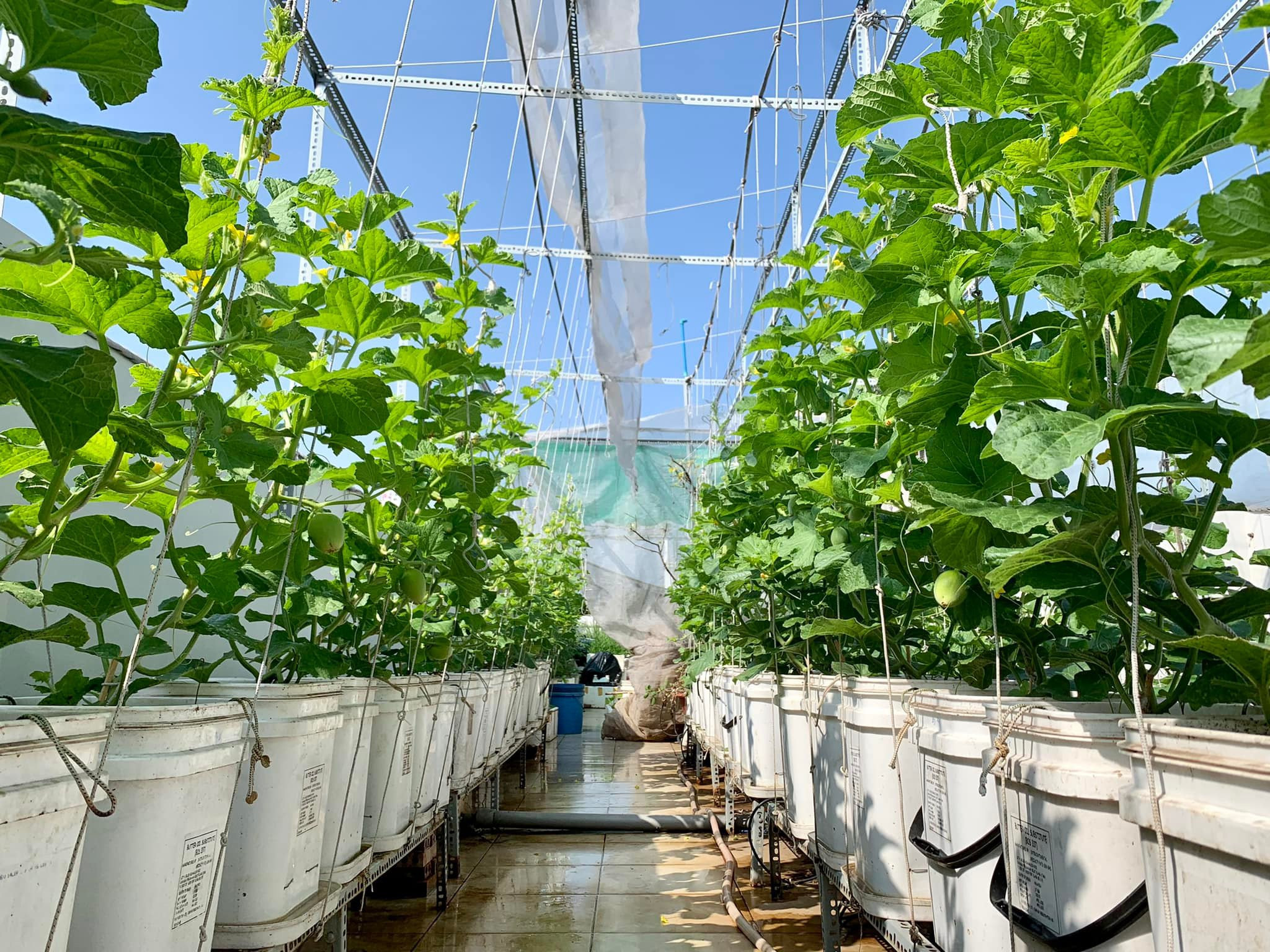 Vườn dưa lưới sai lúc lỉu, thu hoạch cả tạ dưa mỗi năm của ông bố ở TPHCM - 3