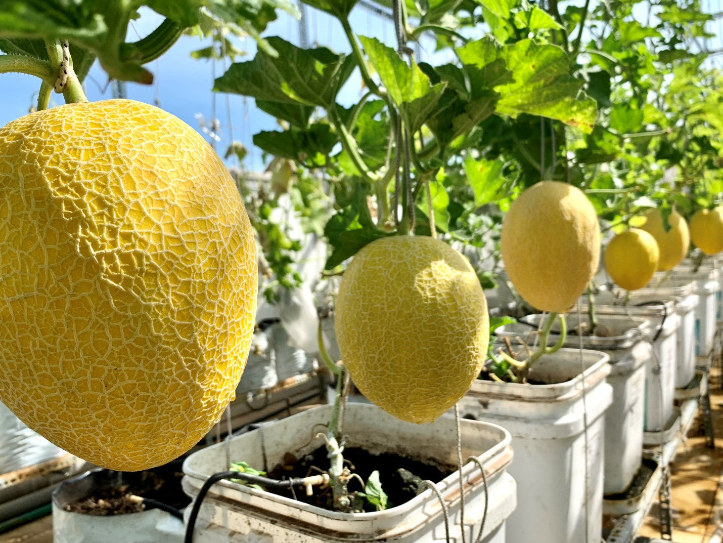 Vườn dưa lưới sai lúc lỉu, thu hoạch cả tạ dưa mỗi năm của ông bố ở TPHCM - 5