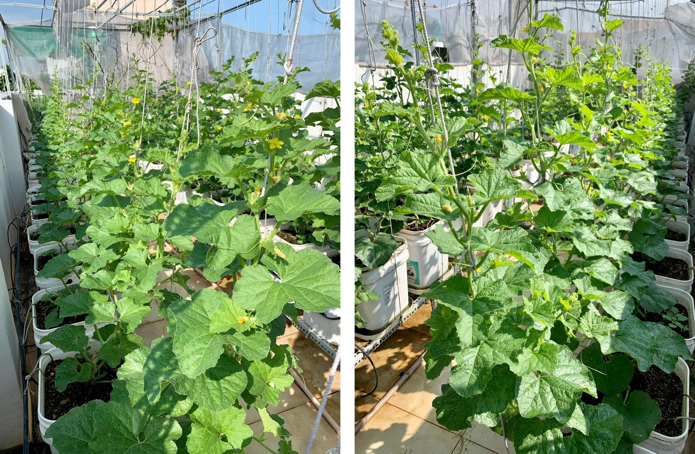 Vườn dưa lưới sai lúc lỉu, thu hoạch cả tạ dưa mỗi năm của ông bố ở TPHCM - 4