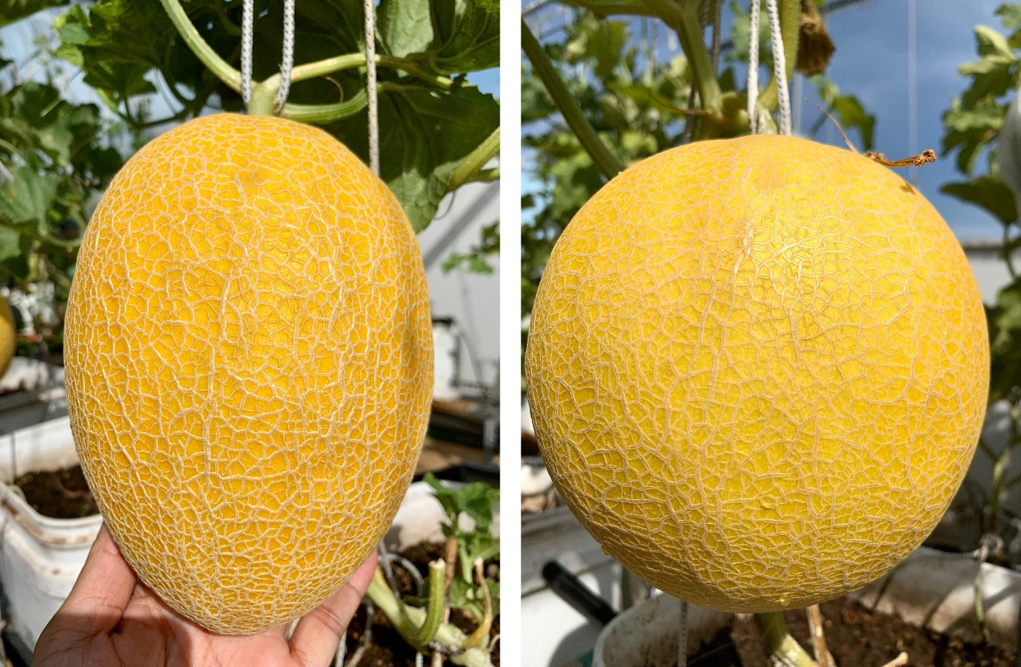 Vườn dưa lưới sai lúc lỉu, thu hoạch cả tạ dưa mỗi năm của ông bố ở TPHCM - 6