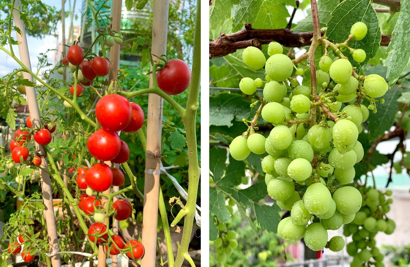 Vườn dưa lưới sai lúc lỉu, thu hoạch cả tạ dưa mỗi năm của ông bố ở TPHCM - 8