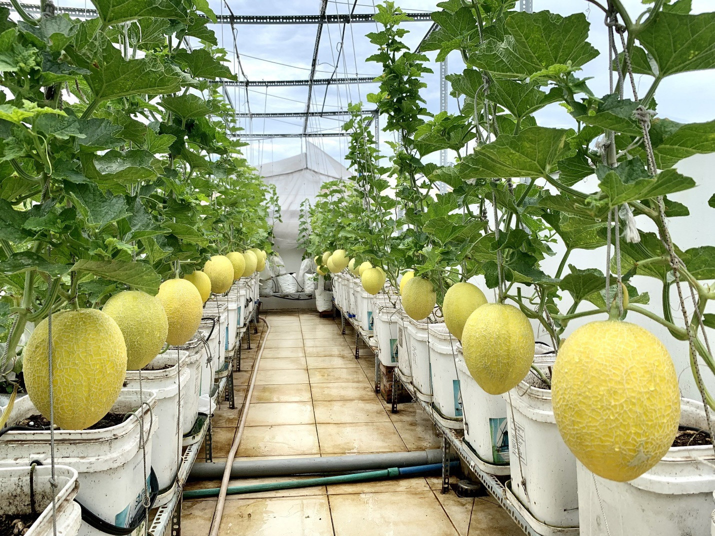 Vườn dưa lưới sai lúc lỉu, thu hoạch cả tạ dưa mỗi năm của ông bố ở TPHCM - 2