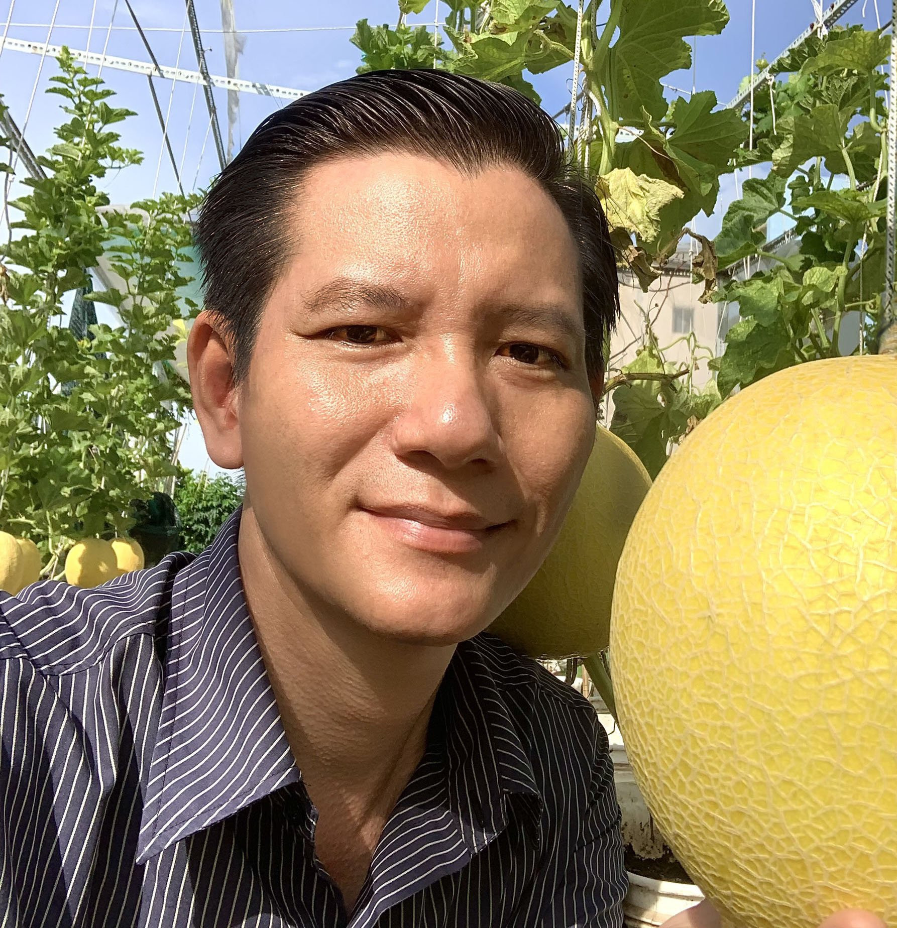 Vườn dưa lưới sai lúc lỉu, thu hoạch cả tạ dưa mỗi năm của ông bố ở TPHCM - 1