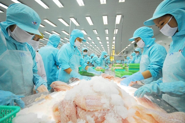 Vietnam’s pangasius exports return to high level