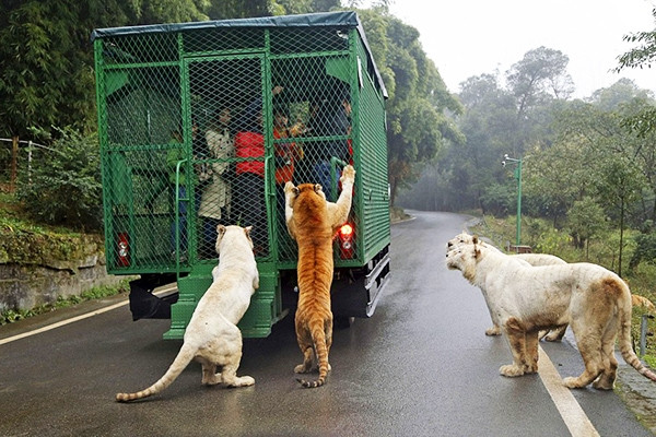Vườn thú kỳ lạ ở Trung Quốc: Nơi người bị nhốt, vật chạy rông