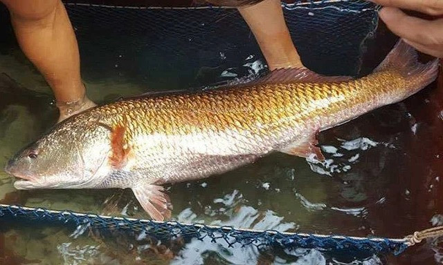 Cá sủ vàng ở Việt Nam được cả thế giới săn lùng