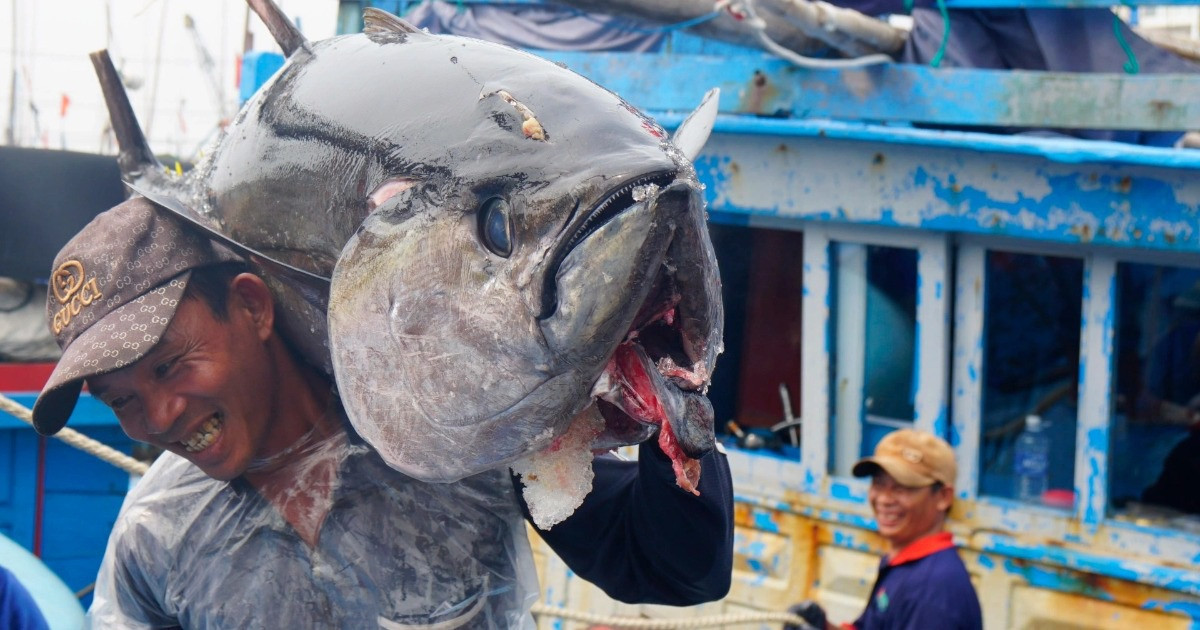 Làng biển giàu nhất miền Trung nhờ nghề săn 