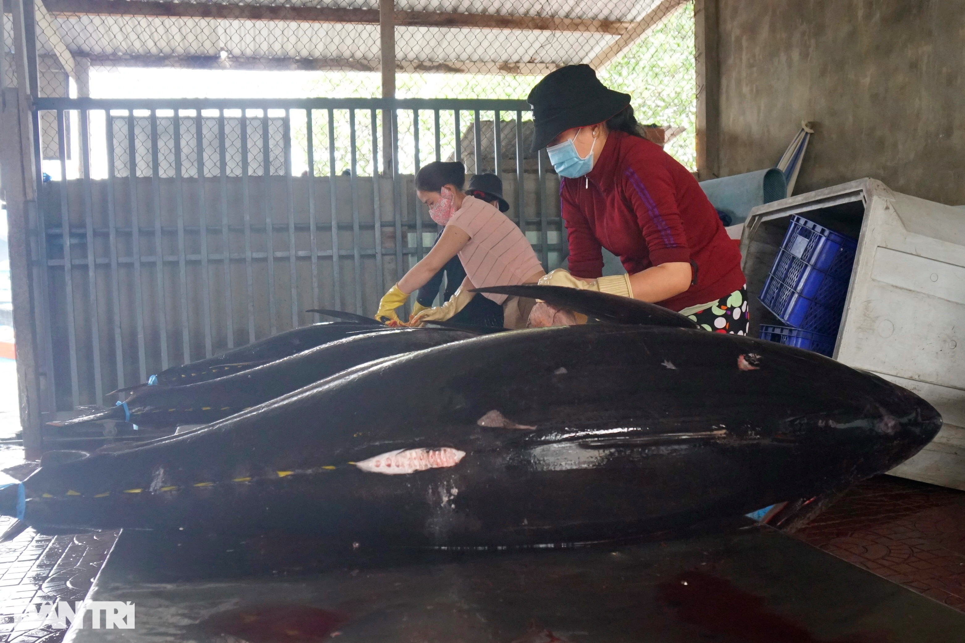 Làng biển giàu nhất miền Trung nhờ nghề săn thủy quái đại dương - 5