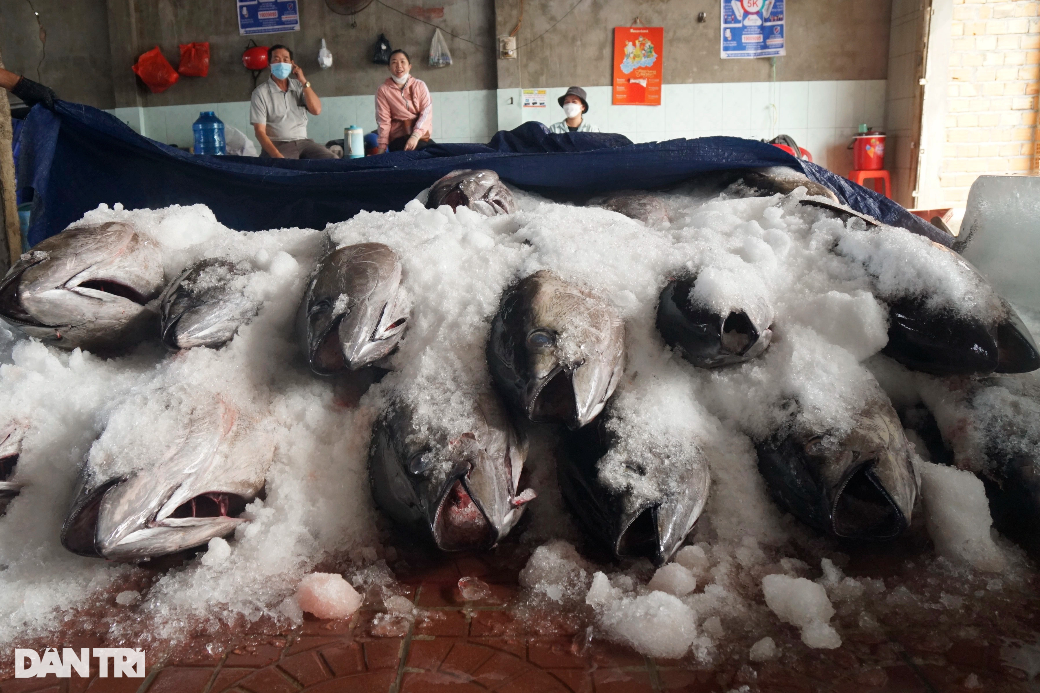 Làng biển giàu nhất miền Trung nhờ nghề săn thủy quái đại dương - 11