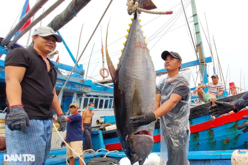 Làng biển giàu nhất miền Trung nhờ nghề săn thủy quái đại dương - 4
