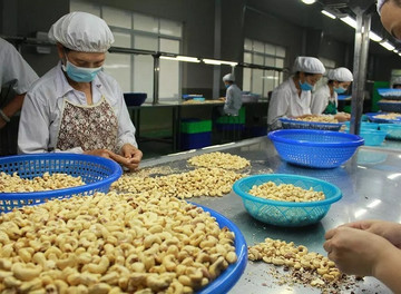 Vietnam’s billion-dollar export strength in cashew nuts weakens