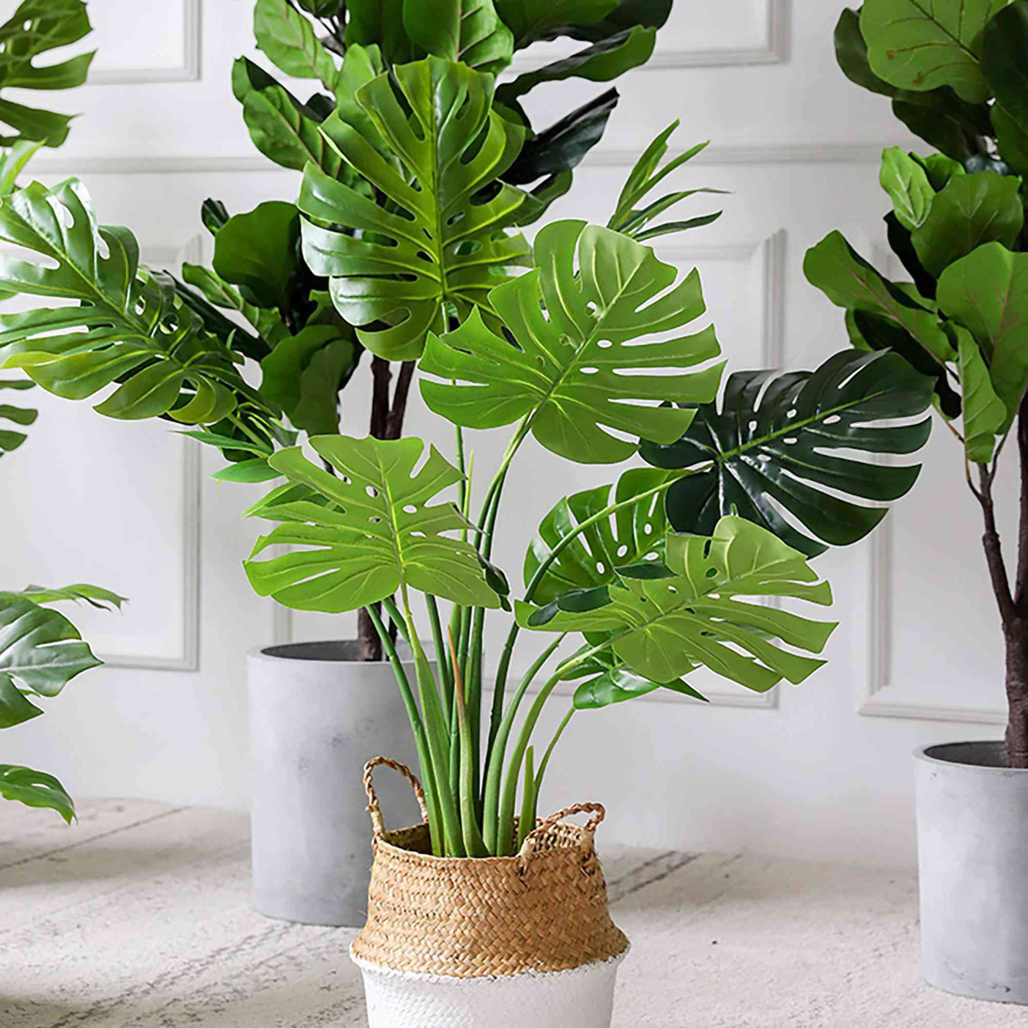 7 loại cây phong thủy vừa thanh lọc không khí vừa mang tài lộc, phú quý cho gia chủ - 4