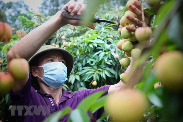 Thai retail corporation to sell some 1,000 tonnes of lychees