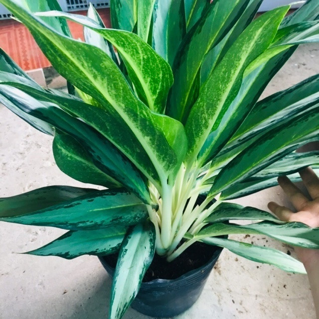 Tầm quan trọng của cây trồng “Lộc Tâm” trong phong thủy tài chính

(Note: Lộc Tâm is the Vietnamese name for the “Money Tree” plant)