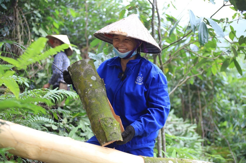 Bóc vỏ cây bán sang Mỹ - EU, nông dân kể chuyện nhìn đâu cũng thấy tiền