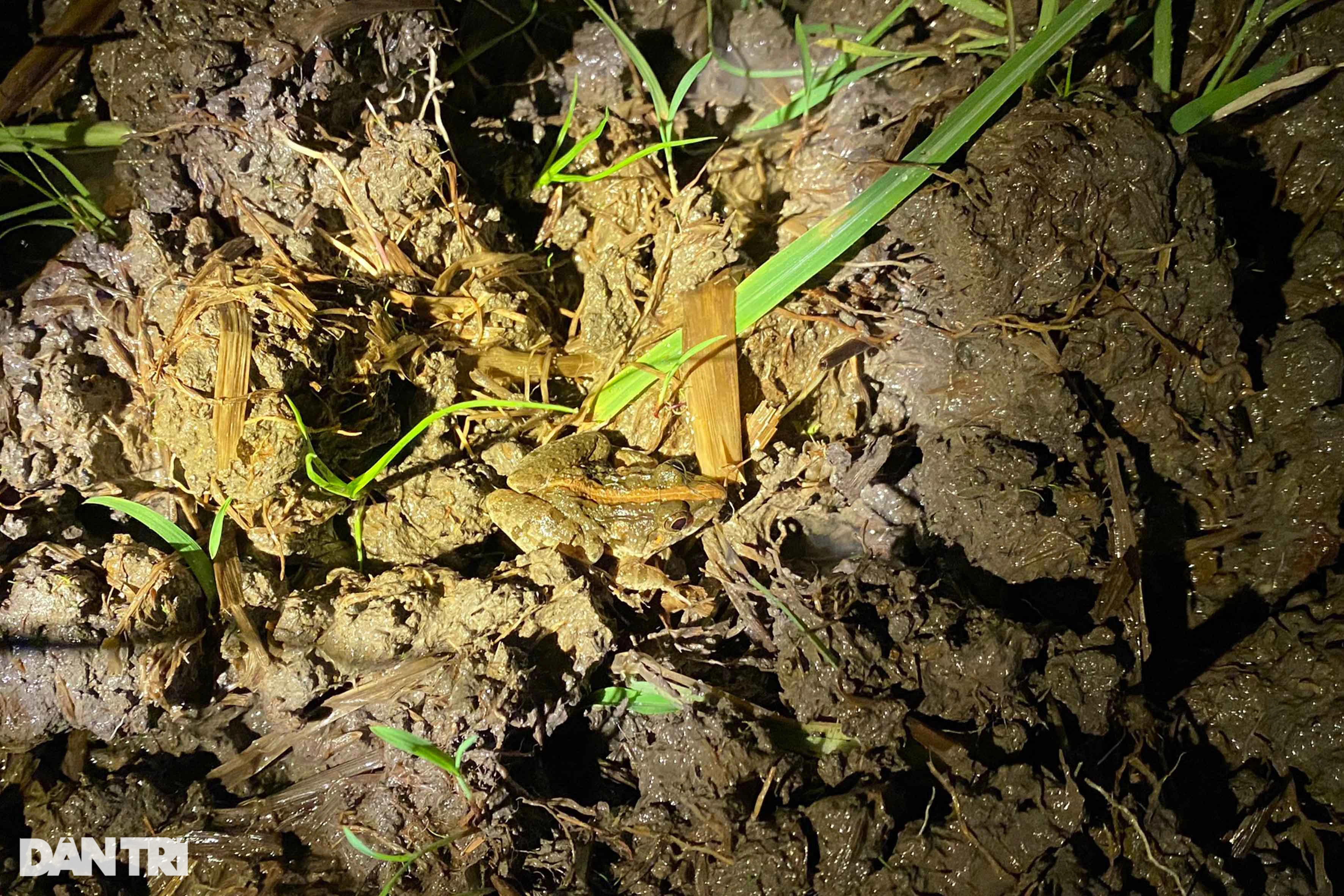 Vượt đồng, xuyên đêm soi đèn săn vũ nữ chân dài kiếm tiền triệu - 5